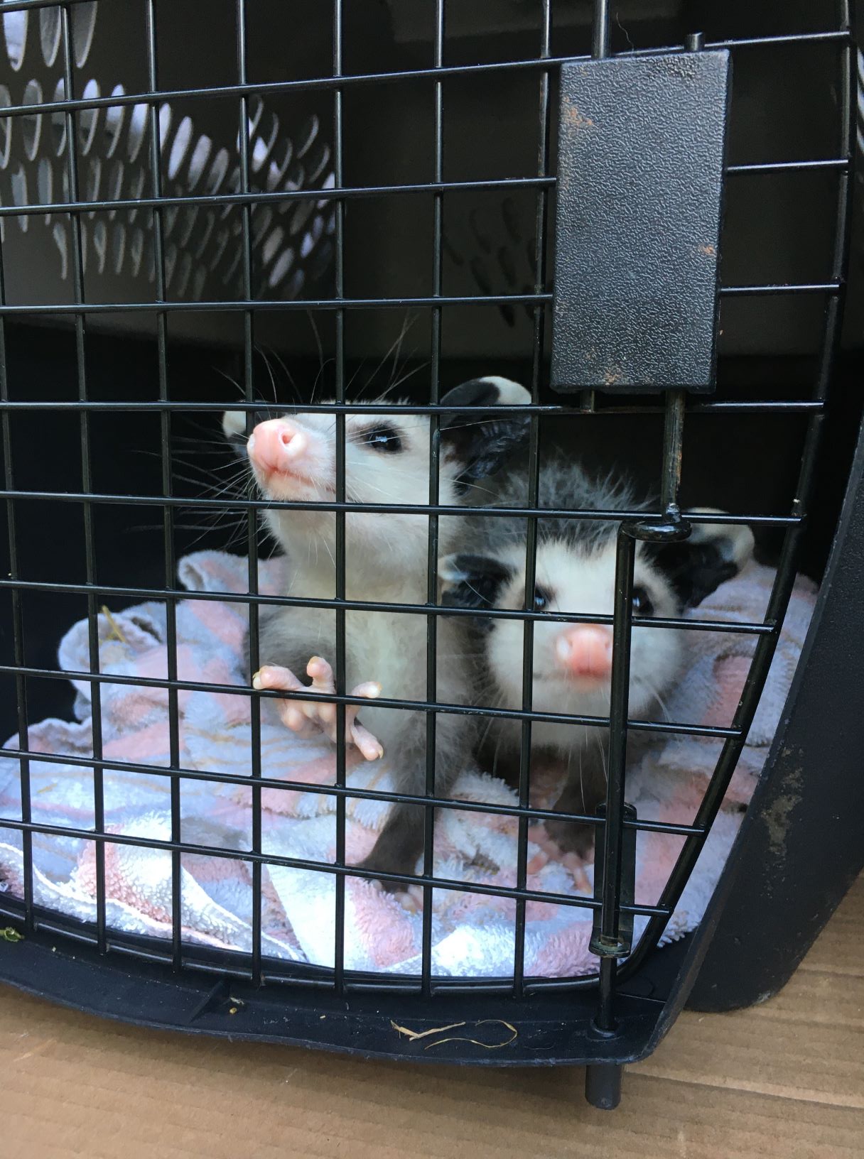 Baby opossums in a crate small